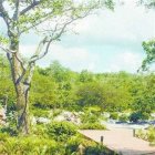 Iniciarán esta semana la siembra de 150 mil tareas de habichuelas