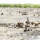 Creen que aumentan los daños ecológicos por mayor presencia de inmigrantes ilegales