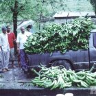Afirman son considerables los daños causados a la agricultura de Cotuí