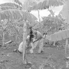 Agricultura entrega RD$500 mil <BR>para rehabilitar platanales