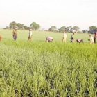 Itebis hundiría los campos