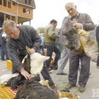 Europa llama enfrentar amenaza gripe aviaria