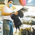 Luchan contrareloj por frenar aviaria