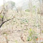 Advierte deforestación amenaza con desaparecer el río Nizaíto