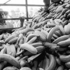 <p>Ministros UE discutirán sobre la reforma de las ayudas al banano</p>