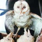<p>De La Hoya inició preparación para combate con Floyd Mayweather</p>