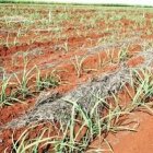 Brasil en busca de un etanol sea<BR>sustentable para enfrentar críticas