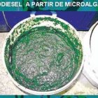 Dicen microalga es alternativa para producir biodiesel en país