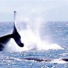 Inician temporada de ballenas en Samaná