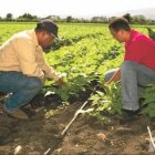 Diputados exigen pago productores de habichuela SJM
