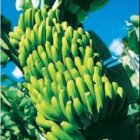 Bananeros de RD censuran a UE por pretender anular acuerdos