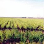 Campesinos reclaman aprobación proyecto