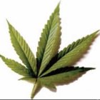 Centro educativo enseña a cultivar  marihuana en EEUU