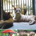 Remodelan estructuras del Zoológico