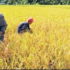 Cosecha récord estabilizará provisión mundial alimentos