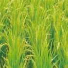 Vende sus fincas porque no lo dejan trabajar tranquilo