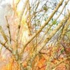 Fuegos destruyen más de 1 millón de árboles