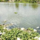 Casos de cólera son más de 450, limpian  ríos del Sur del país