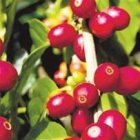 RD importa casi 60% del café que consume