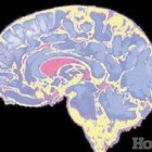 Comer moderado ayuda a tener  joven el  cerebro