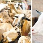 Carnes de  chivo y oveja no satisfacen la demanda local; se importa la mitad