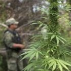 Estudio: legalizar la marihuana bajaría ingresos al narco