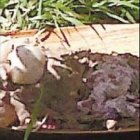 Niña de 10 meses de nacida es hallada muerta