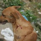 <P>Salcedenses muestran asombro porque en primer día de huelga solo murió Chivila</P>