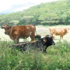 Construyen centro  inseminar animales mejorar ganadería