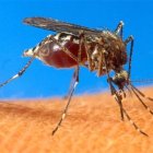 HAITI-CHIKUNGUNYA