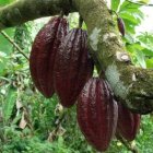 En Nueva York, el cacao alcanzó el viernes su máximo nivel desde el 4 de noviembre de 2011, a 2,740 dólares la tonelada.