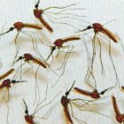 Confirman mil 200 casos del virus chikungunya en El Salvador