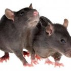 ratas