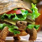 Tortuga