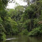Selva