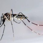 chikungunya.520.360