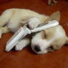 Perro-con-celular