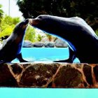 Los turistas están encantados con los leones marinos