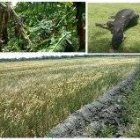 En el periodo de  2018 hasta la fecha, AGRODOSA ha  emitido primas a subsidiar por un monto  de RD$872,461,355.