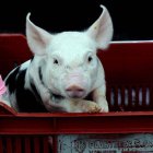 COSTA-RICA–La-cerdita-Daniela-ser-aacute–la-mascota-de-Luis-Guillermo-Sol-iacute-s
