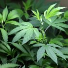 Planta de marihuana. Foto de archivo 