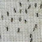 Concluye con efectividad estudio de uso mosquitos transgénicos contra dengue