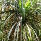 150518115433_diamante_624x351_stepehnhaggerty_nocredit