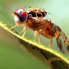 Mosca Oriental R