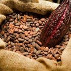 Cacao1-600×343