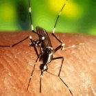 Mosquito zika