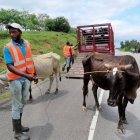 Animales en Autovia
