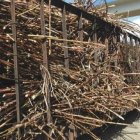 Caña de Azucar cont