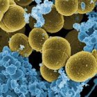 La investigación descubrió que la bacteria comparte características con las eucariotas. EFE. 
