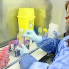 En los últimos años se han creado virus con ingeniería genética para maximizar su efecto anticancerígeno. Fuente externa. 